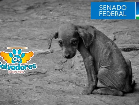 Senado adia para quarta, 09/09, votação da PL1095 que aumenta a pena para maus tratos