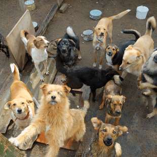 ONG Salvadores de Taquari, realizou 4.138 castrações em 2023