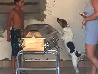 Cachorro chora e acompanha velório da tutora ao lado do caixão na Bahia