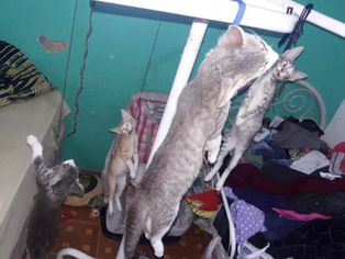 Gatos são encontrados enforcados em NOVO HAMBURGO/RS