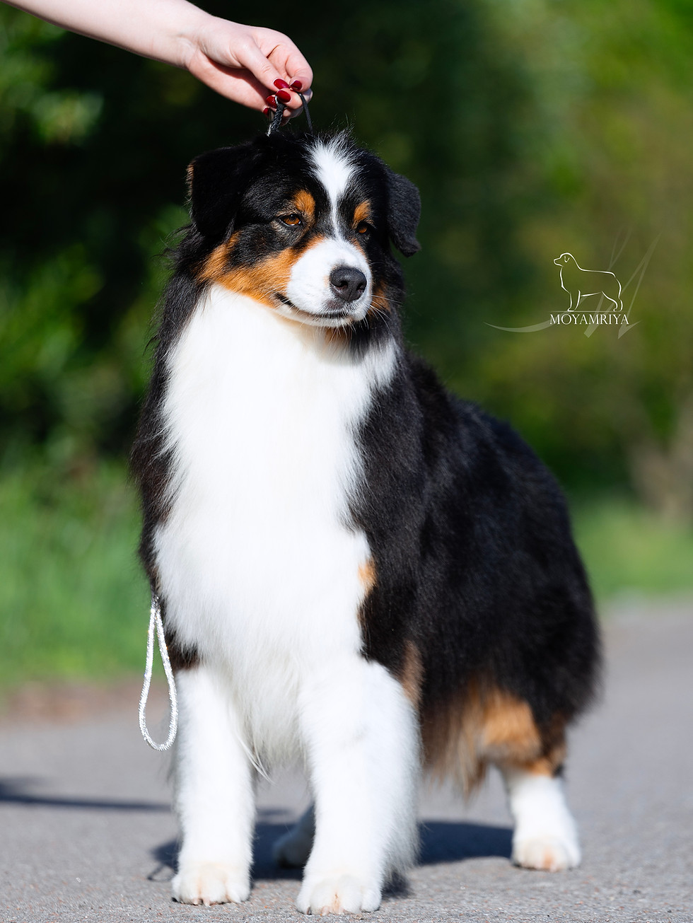 Rare Black Perl Von Donauwelle