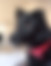 kedi sahiplendirme ilanları içinde birinci resmin ikon boyutu