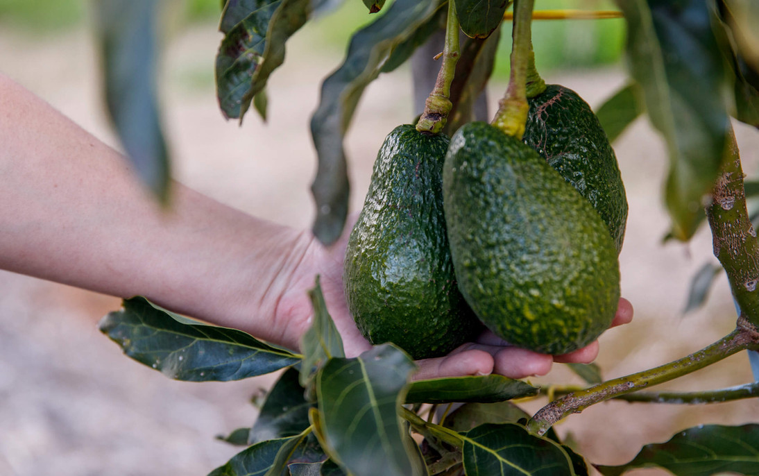 Avocados Diamond Tree Farm Southern Forests, Manjimup WA