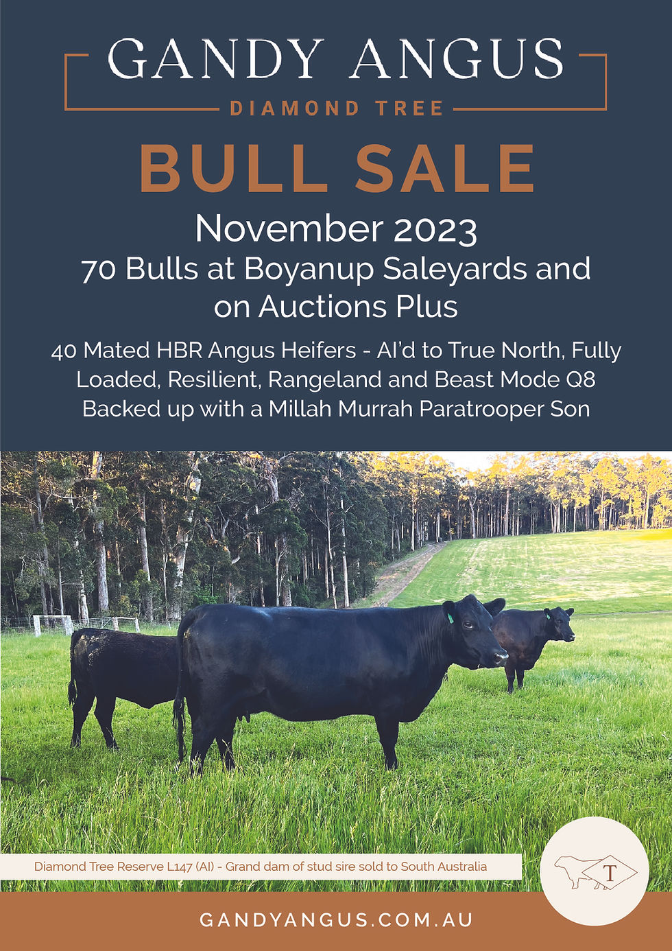 BULL SALE November 2023