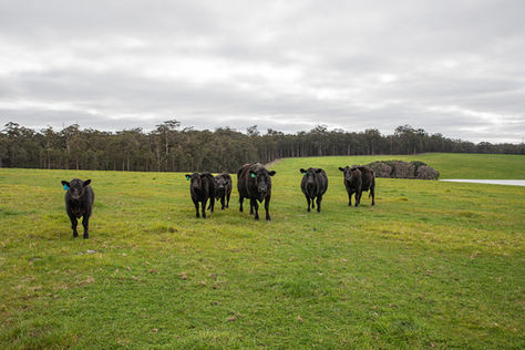 BULL SALE - November 2023