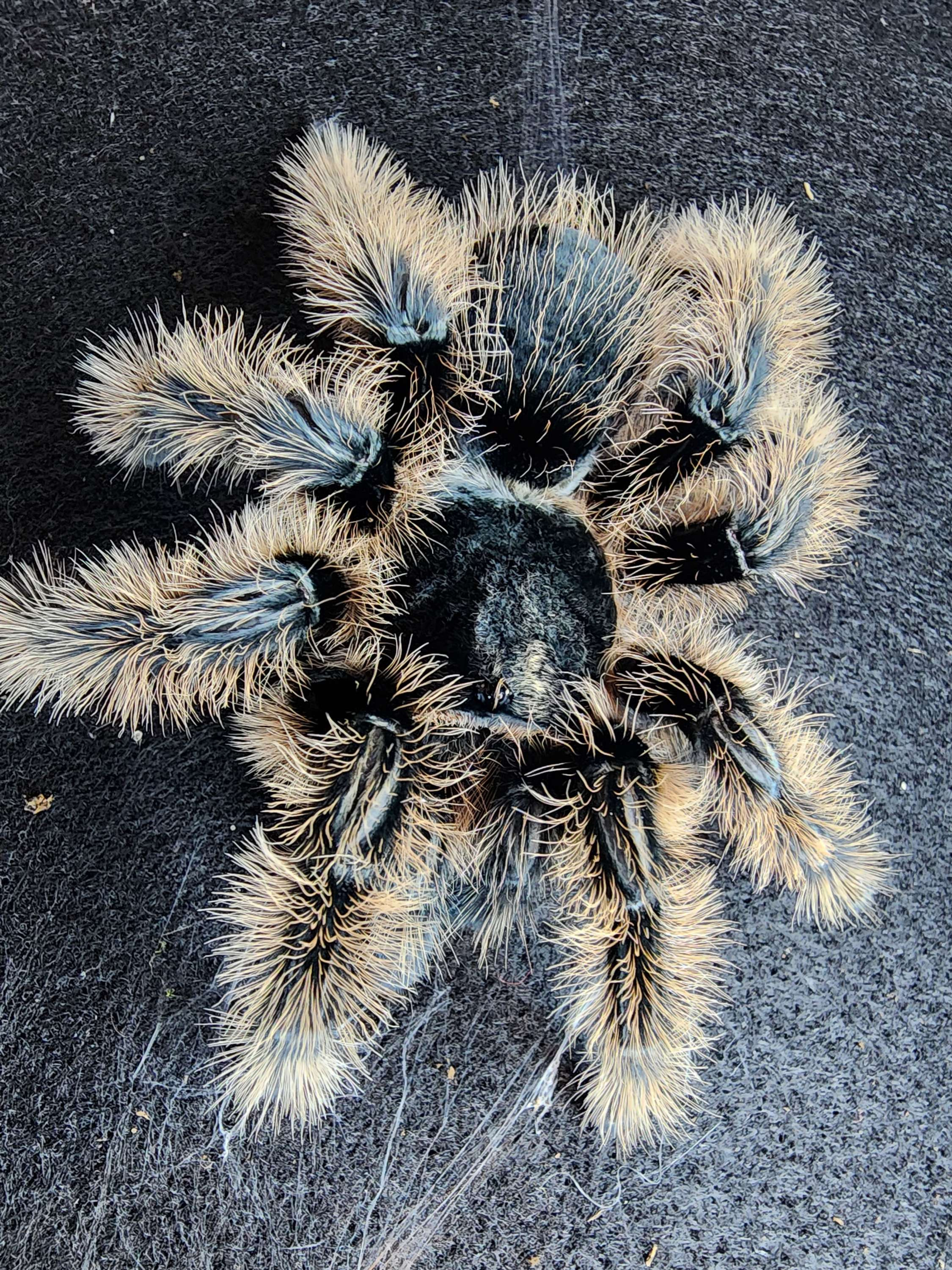 TLILTOCATL ALBOPILOSUS