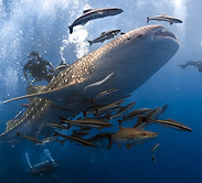 Plonger avec Whaleshark