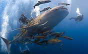 Diving with Whaleshark