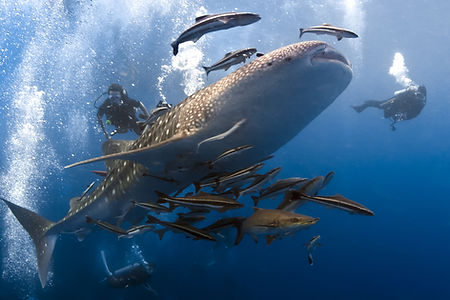 Drift Diving with a Whaleshark