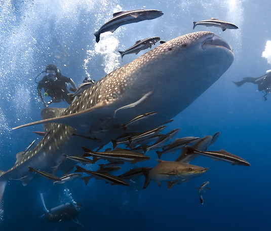 Diving with Whaleshark