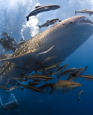 與Whaleshark一起潛水