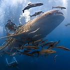 Дайвінг з Whaleshark
