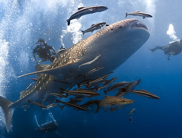 Diving with Whaleshark