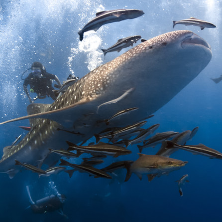 Talking sharks with Steph
