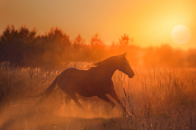 AdobeStock_96234983 (1).jpeg