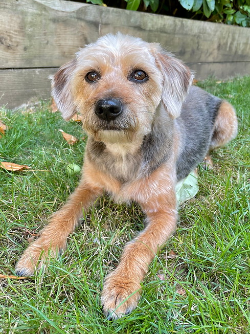 Dog