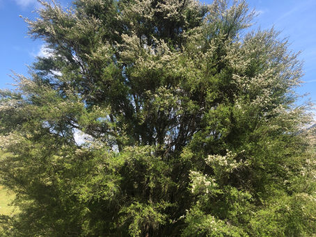 Kanuka tree_Nelson_Marlborough Region_New Zealand