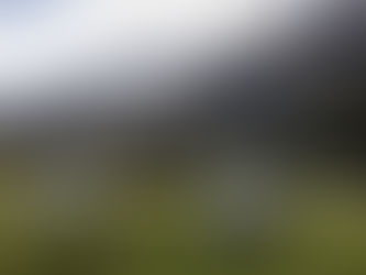 Market Opportunity: Kanuka’s Untapped Commercial Potential