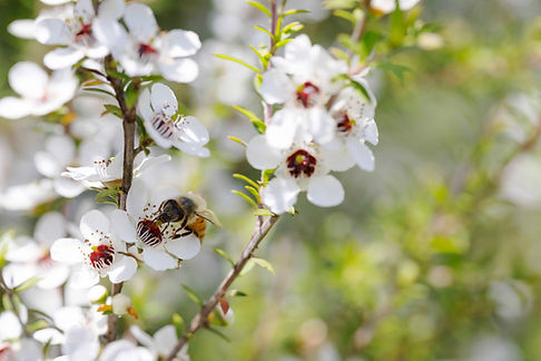 NZStory-honey-23-_Q2A7690 A.jpg