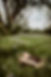 newborn baby on little bed in a clover field with a tree in the background