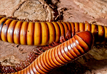HL millipede 3.jpg