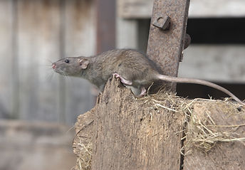Brown rat, Rattus norvegicus, captive, August 2009.jpg