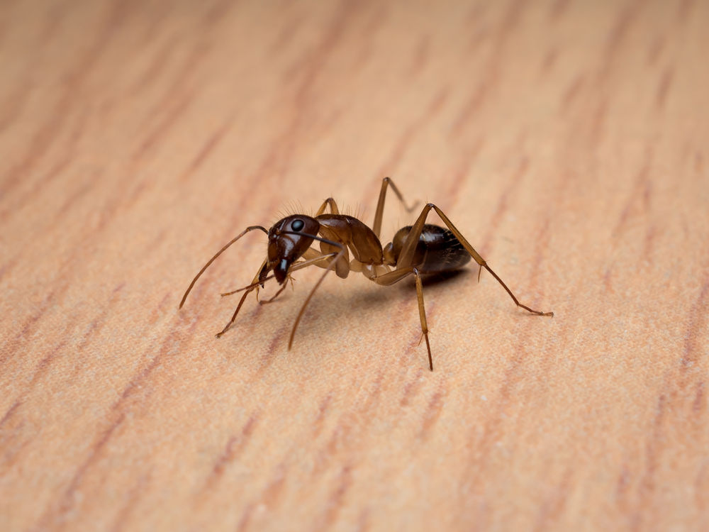 Why Do I Have Ants in my Bathroom?