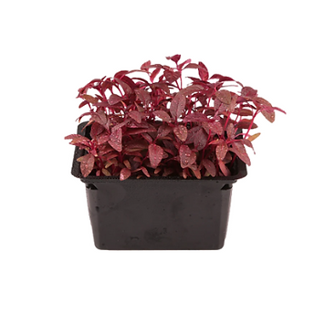 Untitled design (3).png