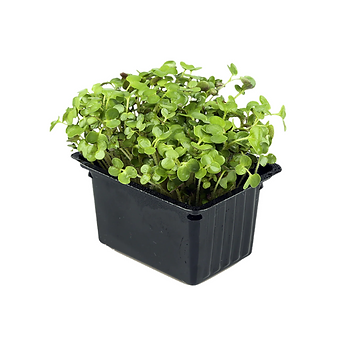 Untitled design (7).png