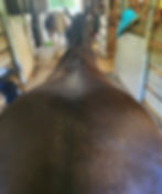 Confirmation picture from behind horse