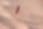 feather-7452555_1280.jpg
