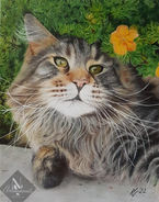 Maine-Coon-Katze