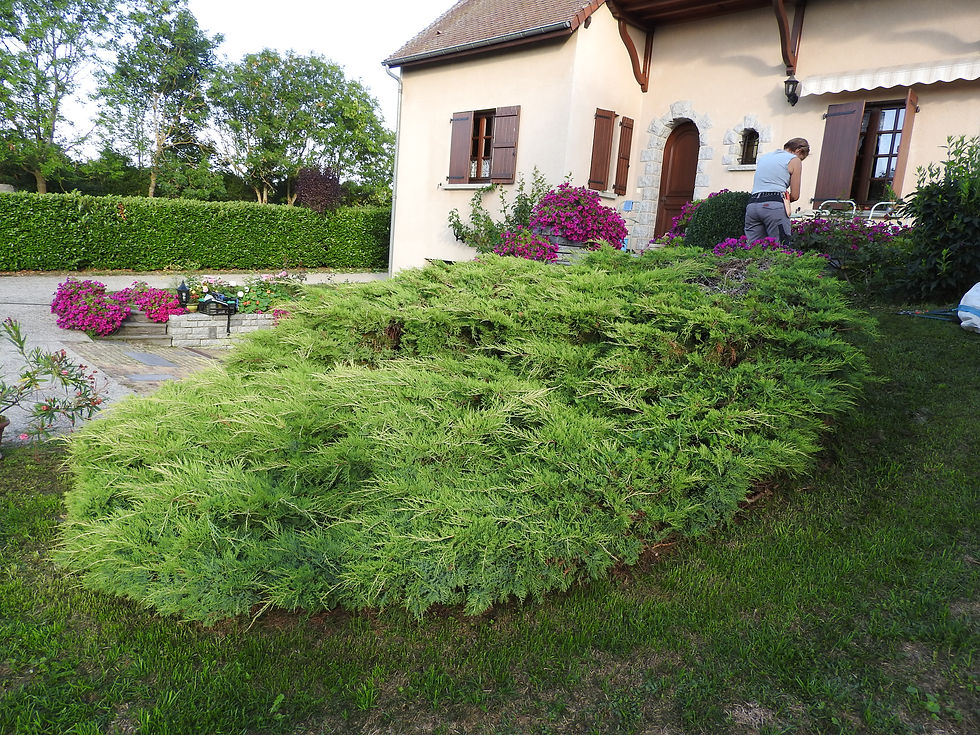 taille juniperus