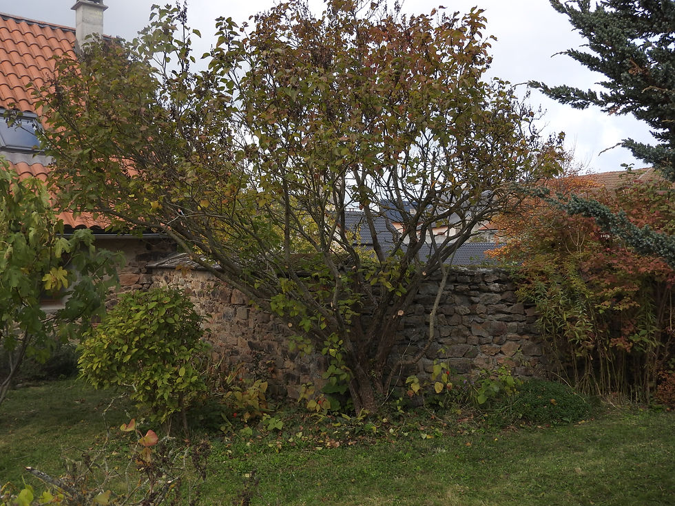 taille de nettoyage lilas