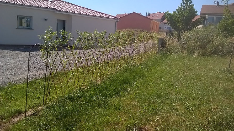 haie en osier vivant