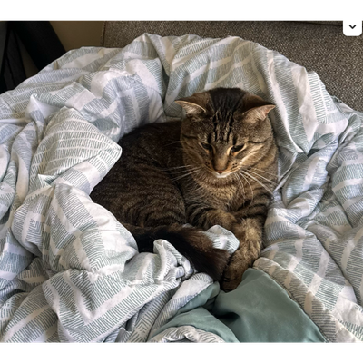 Our cat, Chifford, lying on comforter, on top of a dog bed, on top of a recliner.
