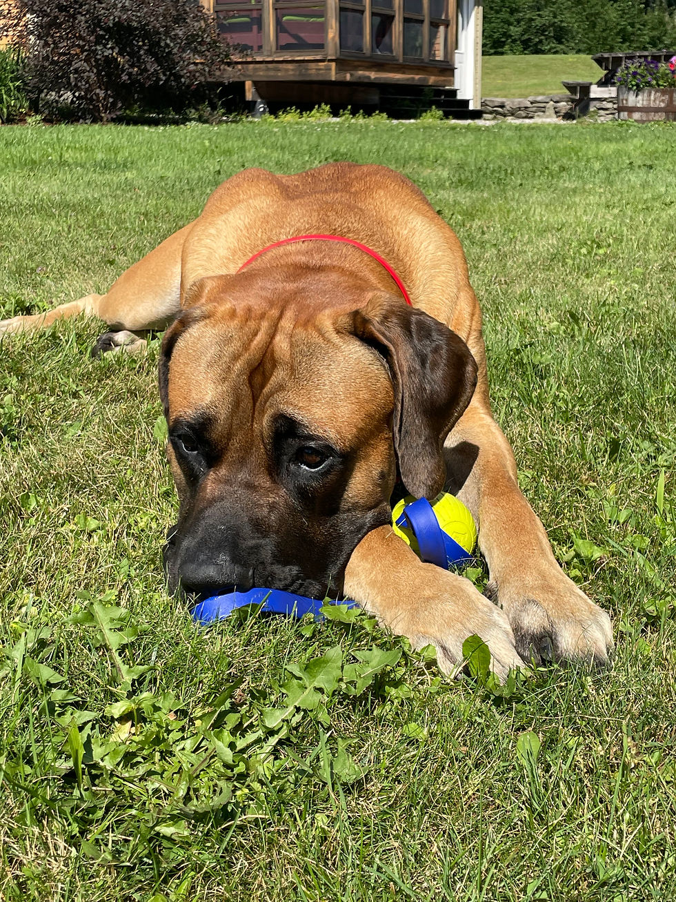Thumbnail: Extreme Rubber Ball Tug/Fetch Toy