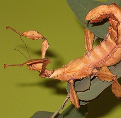Bugs for hire