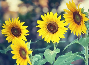 Sunflowers - Filitsa.png