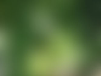 The Magical Fruit For Weight Loss - Malabar Tamarind (Kudam Puli)