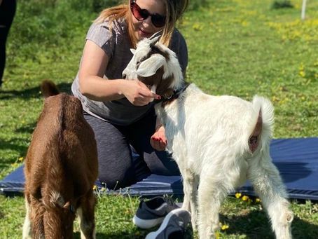 Why goats are amazing....