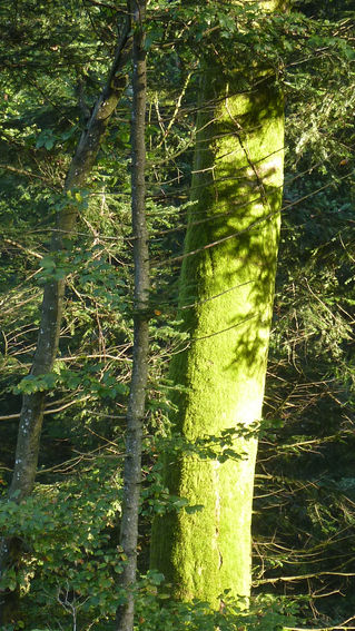 Árbol en luz - 16 de marzo -