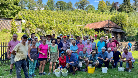 Gute Lese der Müller-Thurgau Trauben