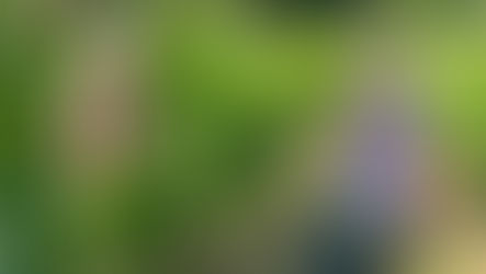 Entlauben in den Ravensburger Weinbergen