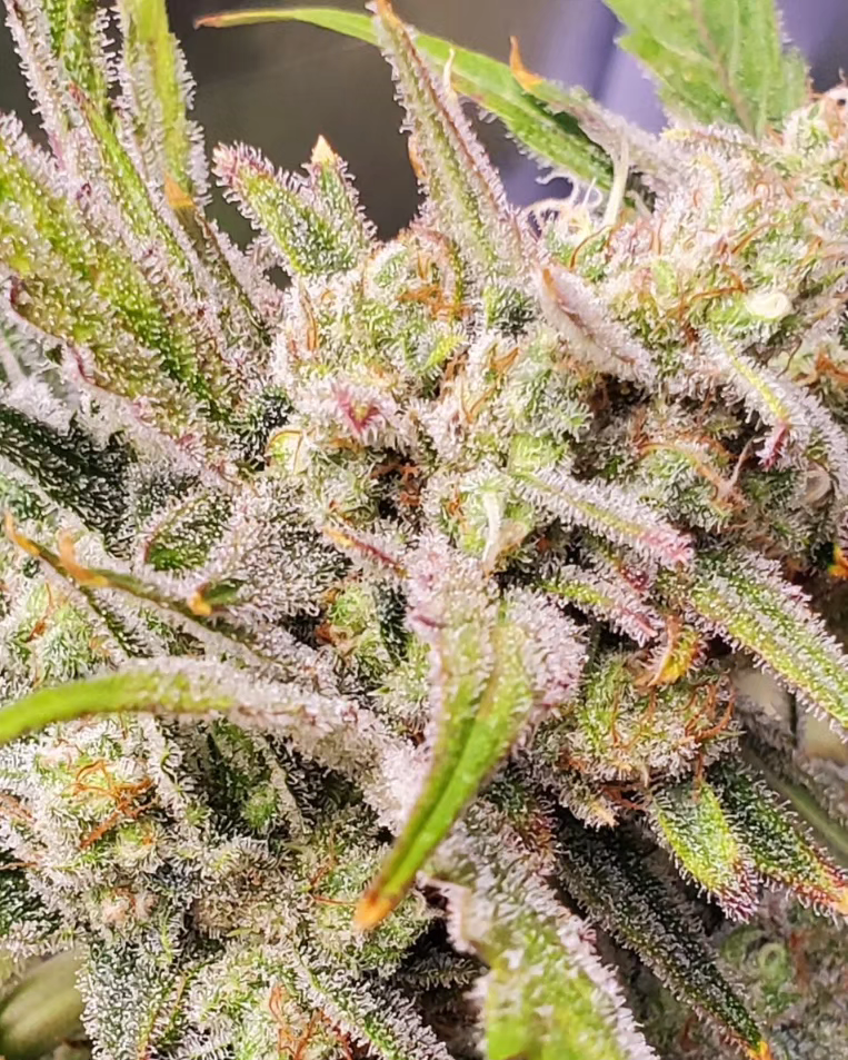 Thumbnail: LTD: Scarlet Z's (Auto Feminized) 4+ Pack!