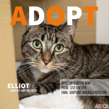 Adoption Event Instagram Post