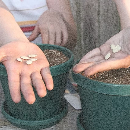 hands holding seeds over pots of soil