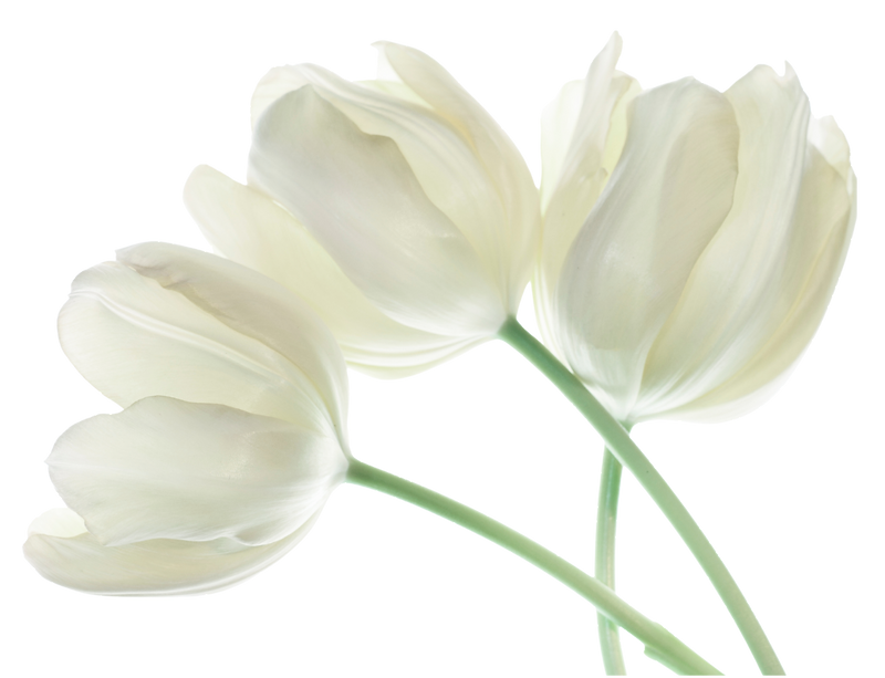 Elementos 3 (3).png