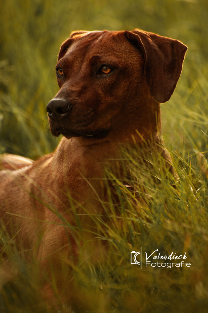 Valendieck Fotografie- Kundenshooting Maila