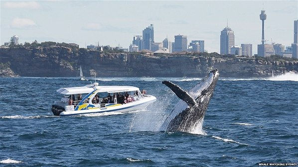 Desfile de Ballenas